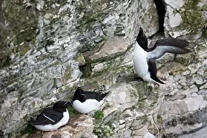 Yorkshire Prints: Three Razorbills (Alca torda) in summer plumage