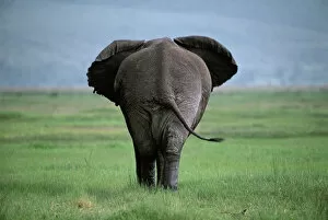 Proboscids Gallery: Rear of Male African elephant {Loxodonta africana} Ngorongoro crater, Tanzania