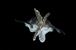 Rear view of Anglerfish (Lophius piscatorius) Saltstraumen, Bod, Norway, October 2008
