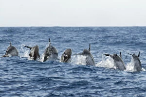 Dolphins Gallery: Rear view of Atlantic spotted dolphins (Stenella frontalis) porpoising, Pico, Azores