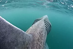 Rear view of Basking shark (Cetorhinus maximus) feeding on plankton in the surface