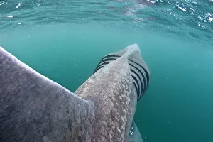Prints of Rear view of Basking shark (Cetorhinus maximus) feeding on plankton in the surface waters around the island of Coll, Inner Hebrides, Scotland, UK, June 2020VISION Prints: Rear view of Basking shark (Cetorhinus maximus) feeding on plankton in the surface