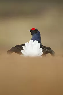 Rear view of Black grouse (Tetrao tetrix) male displaying at lek, Cairngorms National Park