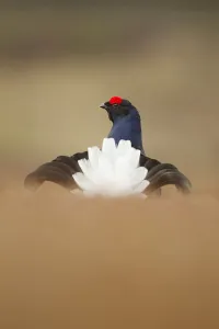 Blackcock Prints: Rear view of Black grouse (Tetrao tetrix) male displaying at lek, Cairngorms National Park