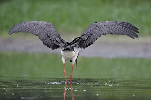 Dieter Damschen Gallery: Rear view of Black stork (Ciconia nigra) with wings outstretched, Elbe Biosphere Reserve