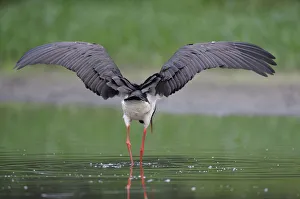 Storks Prints: Rear view of Black stork (Ciconia nigra) with wings outstretched, Elbe Biosphere Reserve