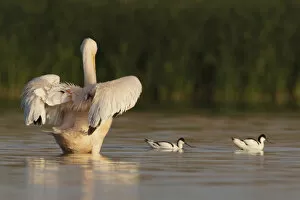 Images Dated 11th May 2009: Rear view of an Eastern white pelican (Pelecanus onolocratus) stretching its wings