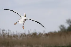 Feet Prints: Rear view of Eastern white pelican (Pelecanus onolocratus) in flight, about to land