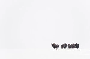 Images Dated 19th February 2009: Rear view of European bison (Bison bonasus) in agricultural field, Bialowieza NP