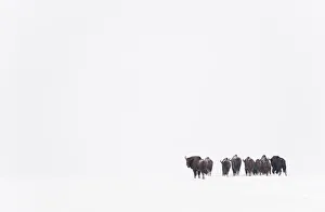 Rear view of European bison (Bison bonasus) in agricultural field, Bialowieza NP