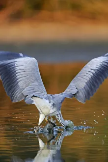 Ardea Cinerea Gallery: Rear view of Grey heron (ardea cinerea) hunting for fish, Elbe Biosphere Reserve