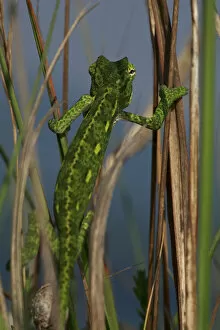 Rear view of juvenile African chameleon (Chamaeleo africanus) climbing, Southern The Peloponnese