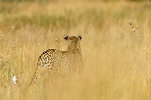 Camouflage Gallery: Rear view of Leopard walking in grass {Panthera pardus} Moremi National Park, Botswana