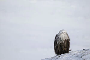 Rear view of Muskox (Ovibos moschatus) grazing with snow on its back, Dovrefjell National Park