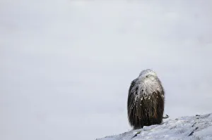 Tundra Prints: Rear view of Muskox (Ovibos moschatus) grazing with snow on its back