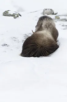 Images Dated 10th July 2007: Rear view of Muskox (Ovibos moschatus) lying in snow, Dovrefjell National Park, Norway