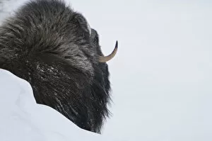 Rear view of Muskox (Ovibos moschatus) behind snow bank, Dovrefjell National Park