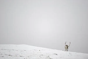 Images Dated 2nd October 2008: Rear view of Reindeer (Rangifer tarandus) in snow, Forollhogna National Park, Norway