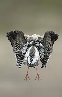 Images Dated 26th May 2013: Rear view of Ruff (Philomachus pugnax) in full display at the lek. Varanger, Finmark