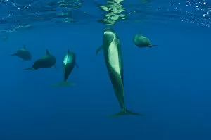 Rear view of five Shortfin pilot whales (Globicephala macrorhynchus) just below the surface