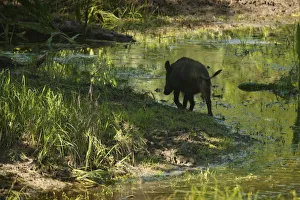Wetlands Prints: Rear view of Wild boar (Sus scrofa) walking along waters edge, Gornje Podunavlje