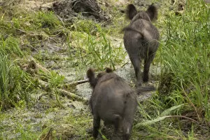 Images Dated 17th June 2009: Rear view of two Wild boars (Sus scrofa) crossing swamp, Gornje Podunavlje Special Nature Reserve