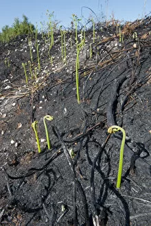 Images Dated 19th May 2011: Recently burnt heathland, showing new Bracken growth (Pteridium aquilinum), Caesars Camp