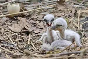 2019 June Highlights Gallery: Recently hatched White stork (Ciconia ciconia) chicks begging for food in their nest