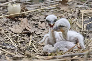 Sussex Prints: Recently hatched White stork (Ciconia ciconia) chicks begging for food in their nest