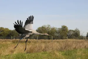 Gruidae Prints: Recently released young Common / Eurasian crane (Grus grus) landing within a fox-proof