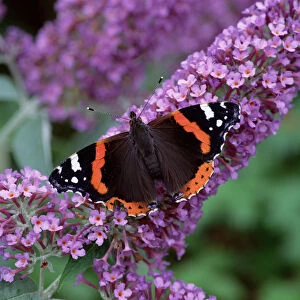 Images Dated 14th June 2010: Red admiral butterfly (Vanessa atalanta) on Buddleia flowers, County Down, Northern Ireland