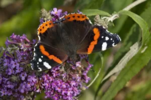Images Dated 27th August 2013: Red admiral butterfly (Vanessa atalanta) feeding on ivy, Sark, British Channel Islands, August