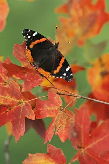 Images Dated 6th September 2011: Red Admiral butterfly (Vanessa atalanta) perched on Bigtooth Maples (Acer grandidentatum)
