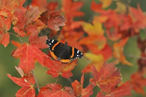 Images Dated 6th September 2011: Red Admiral butterfly (Vanessa atalanta), perched on Bigtooth Maple (Acer grandidentatum)
