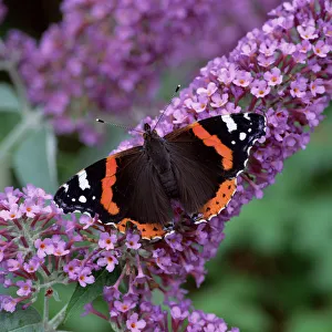 Butterflies Prints: Red admiral butterfly (Vanessa atalanta) on Buddleia flowers
