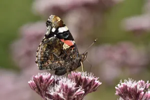 Vanessa Prints: Red admiral butterfly (Vanessa atalanta) feeding on nectar from Hemp Agrimony, Oxfordshire