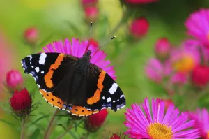 Symmetry Prints: Red Admiral Butterfly (Vanessa atalanta) on Michaelmas daisy flowers