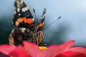 Papilionoidea Prints: Red admiral butterfly (Vanessa atalanta) nectaring on pollen, Lucerne, Switzerland. July