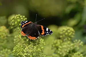 Fourfooted Butterfly Prints: Red admiral (Vanessa atalanta) butterfly resting on flowers