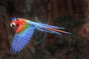 Ara Chloroptera Gallery: Red-and-green macaw (Ara chloropterus) in flight over forest canopy. Buraco das Araras