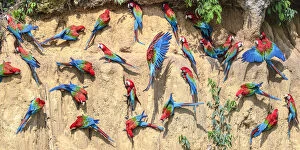 Arinae Gallery: Red-and-green macaw (Ara chloropterus) flock feeding on wall of clay lick. Manu Biosphere Reserve