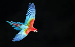 Arini Gallery: Red-and-green macaw (Ara chloropterus) in flight, Pantanal, Brazil. August