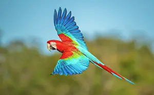 Arini Prints: Red-and-Green macaw (Ara chloropterus) in flight, Bonito, Southern Pantanal, Brazil