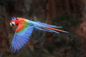 Red-and-green macaw (Ara chloropterus) in flight over forest canopy. Buraco das Araras