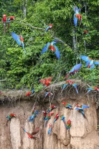 Red-and-green macaw (Ara chloropterus) flock feeding at wall of clay lick, flying