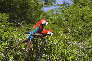 Red-and-green Macaws (Ara chloroptera) in rainforest, Tambopata National Reserve, Peru
