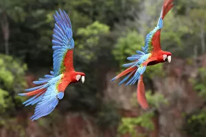 Arinae Gallery: Red-and-green macaws (Ara chloropterus) pair in flight over forest canopy. Buraco das Araras