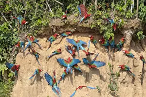 Ara Chloropterus Gallery: Red-and-Green Macaws (Ara chloropterus), feeding at the wall of a riverside clay lick
