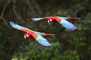 Ara Chloroptera Gallery: Red-and-green macaws (Ara chloropterus) in flight over forest canopy