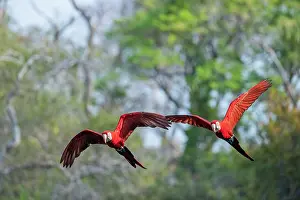 True Parrot Prints: Two Red-and-green macaws (Ara chloropterus) in flight
